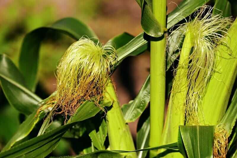 Corn Holding Gains on Thursday