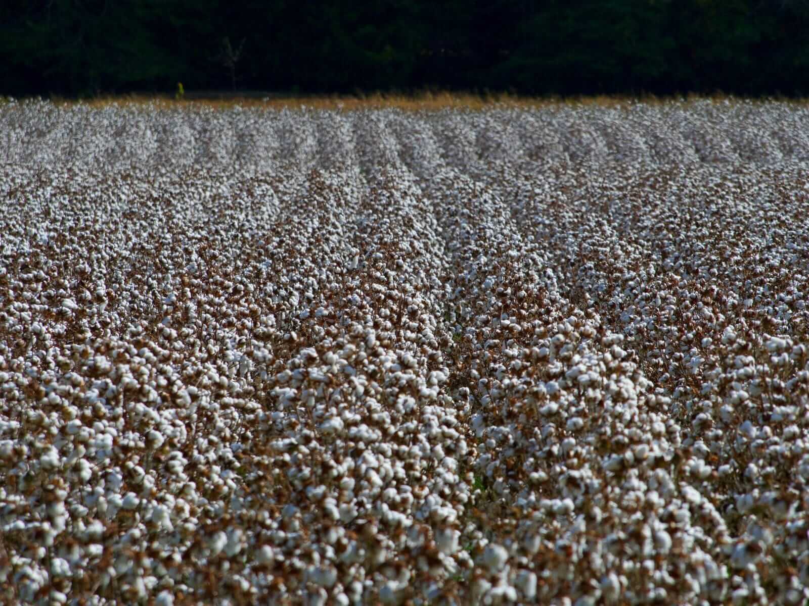 Cotton Posting Midday Gains on Monday