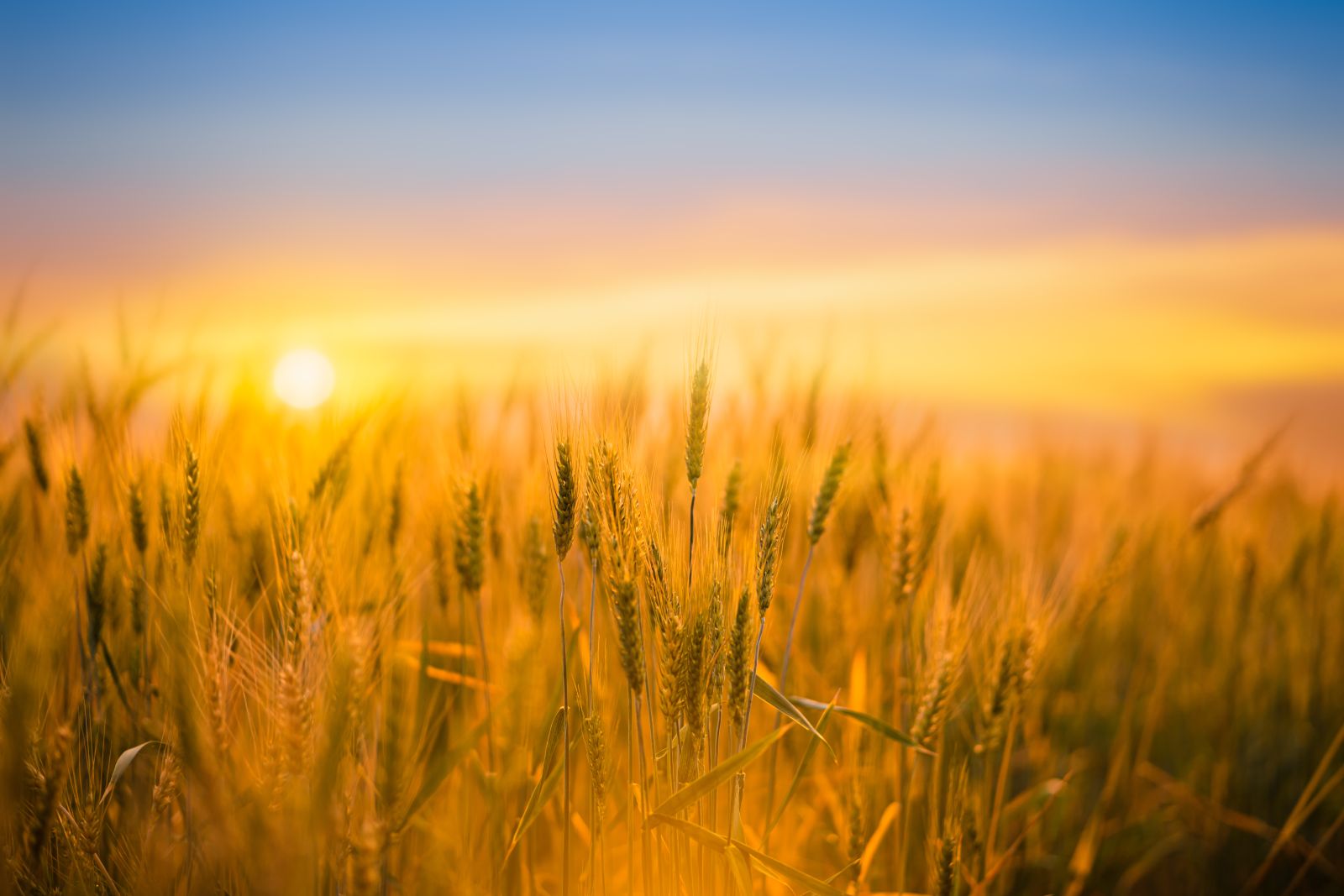 Will this Watson Wednesday be Driven by Wheat or Whisky?