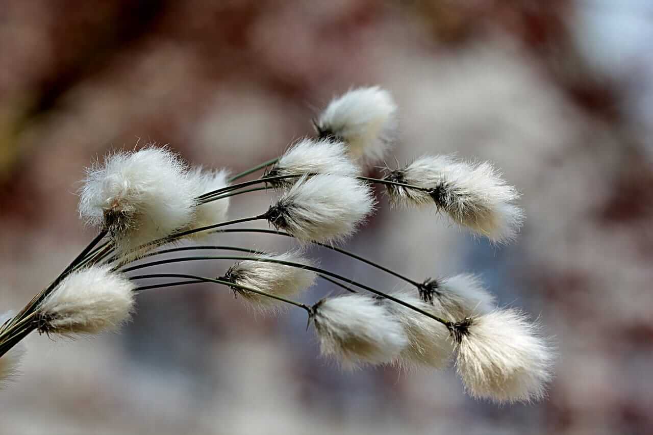 Cotton Posting Monday Gains Following Early Weakness
