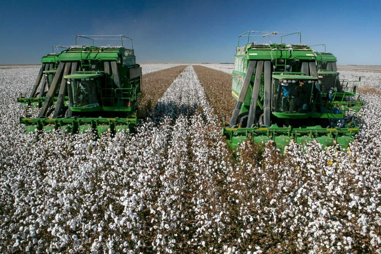 Cotton Trading with Monday AM Gains