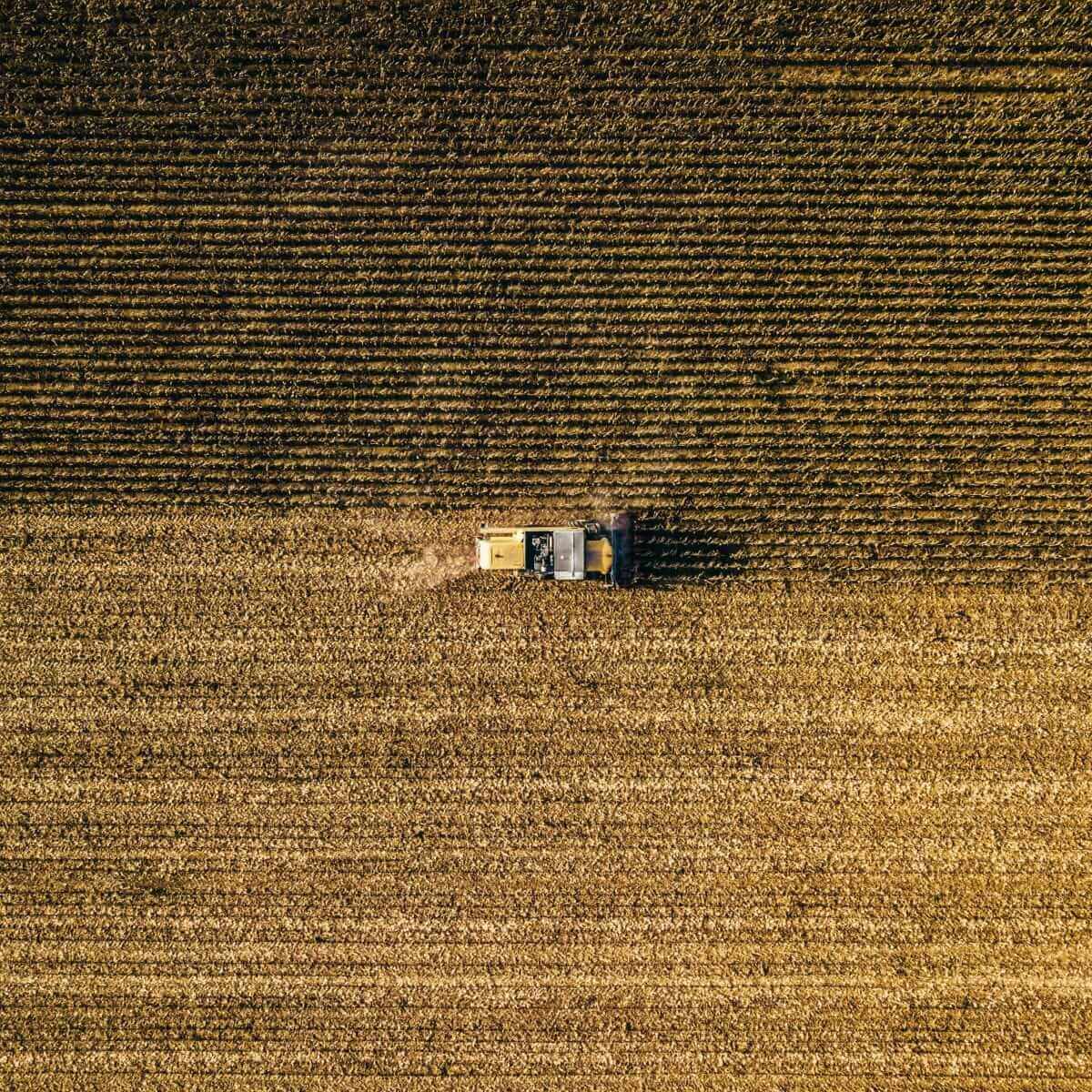 Wheat Falling on Wednesday Trade