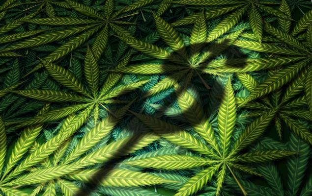Cannabis ETFs Soar as Trump Mulls Over Marijuana Reclassification
