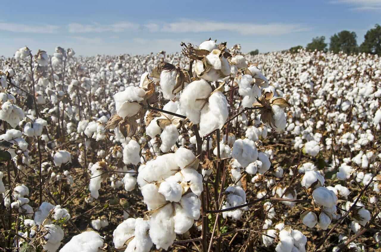 Cotton Slipping Back on Monday Morning