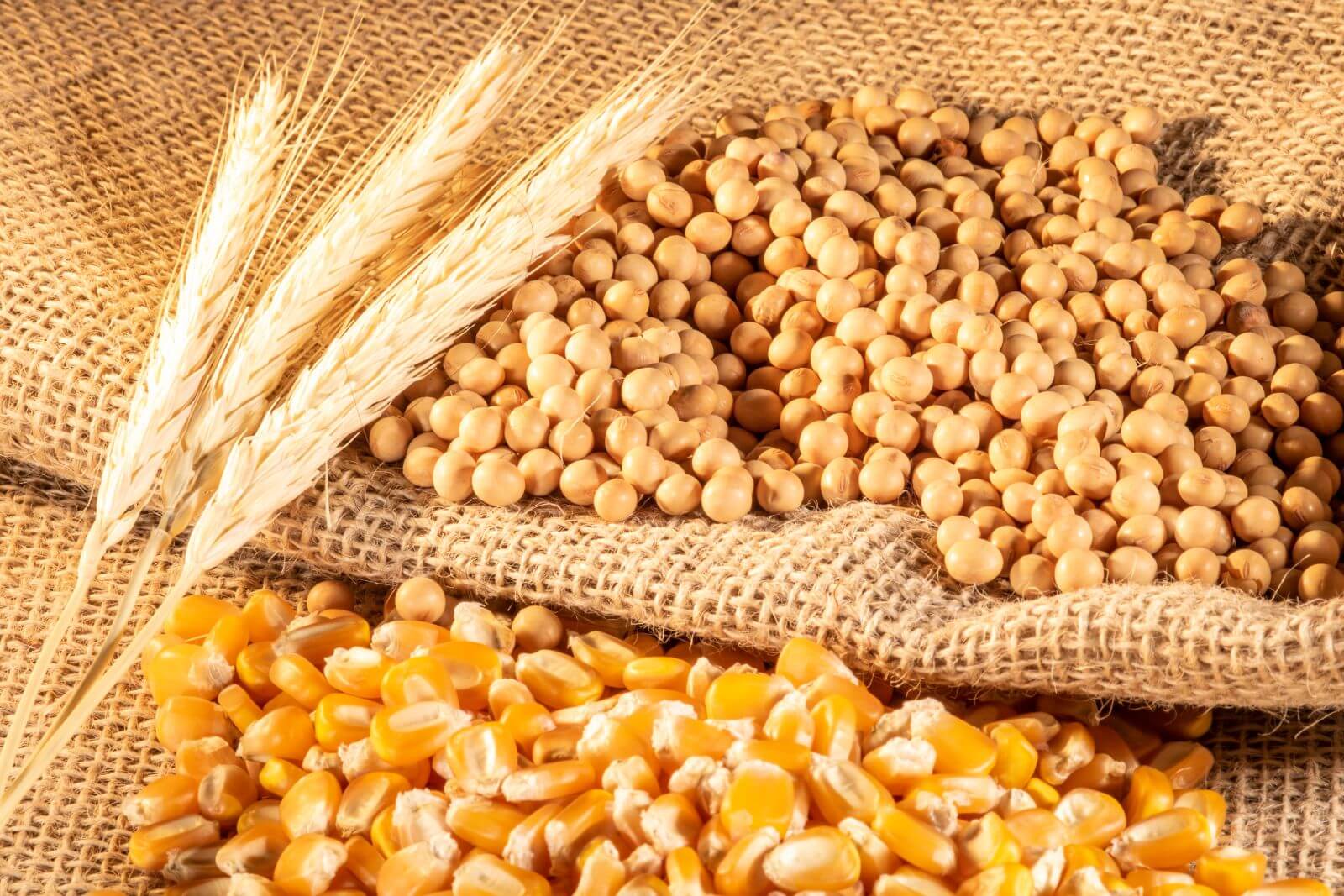 Grain Market Update: Are Iran Ceasefire Rumors Creating a Commodity ...