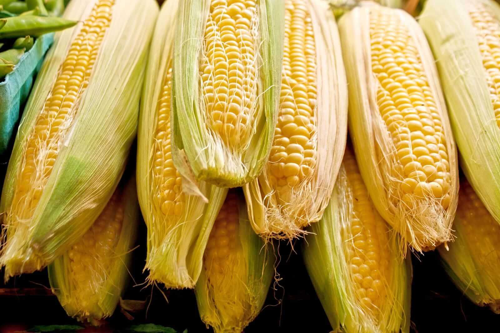Corn, Soybean Traders Get Price-Bullish Pro Farmer Crop Tour