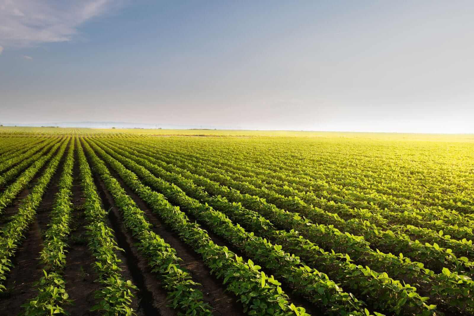 Soybeans Falling on Tuesday Morning