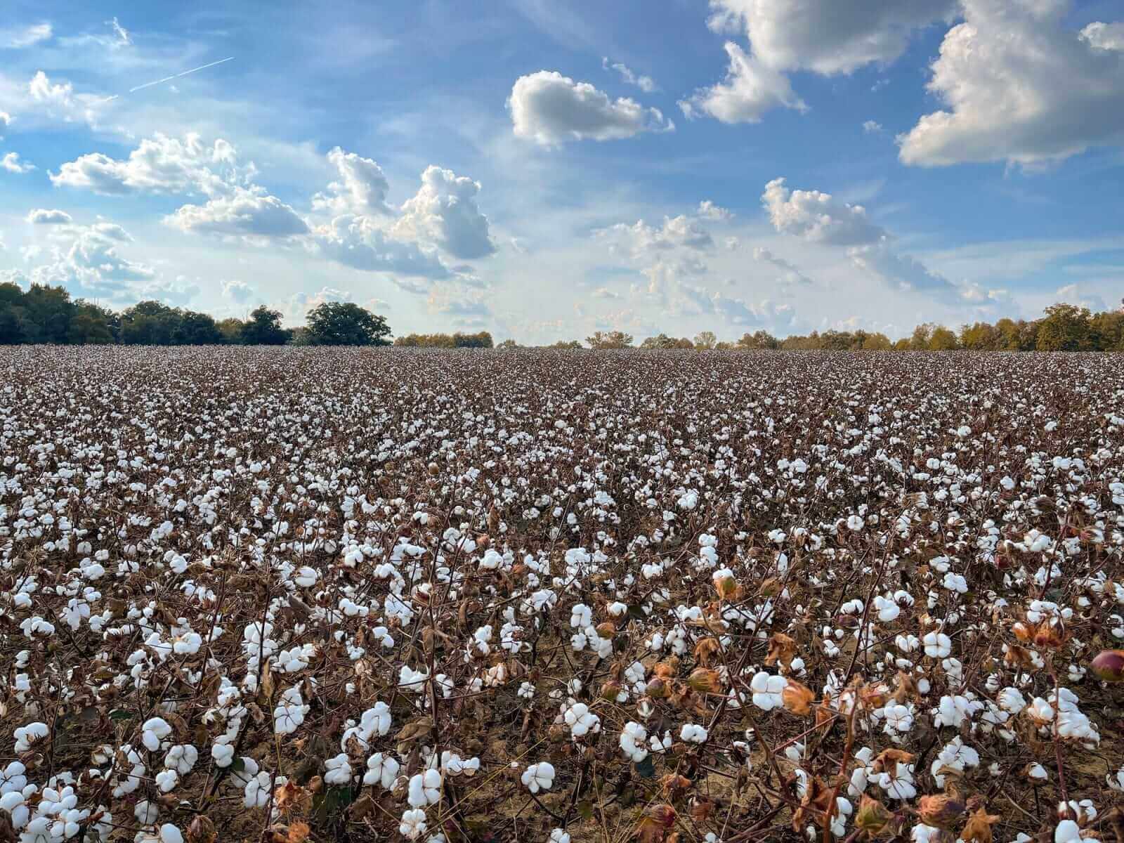 Cotton Prices Are Headed Higher. How to Trade Them Here.