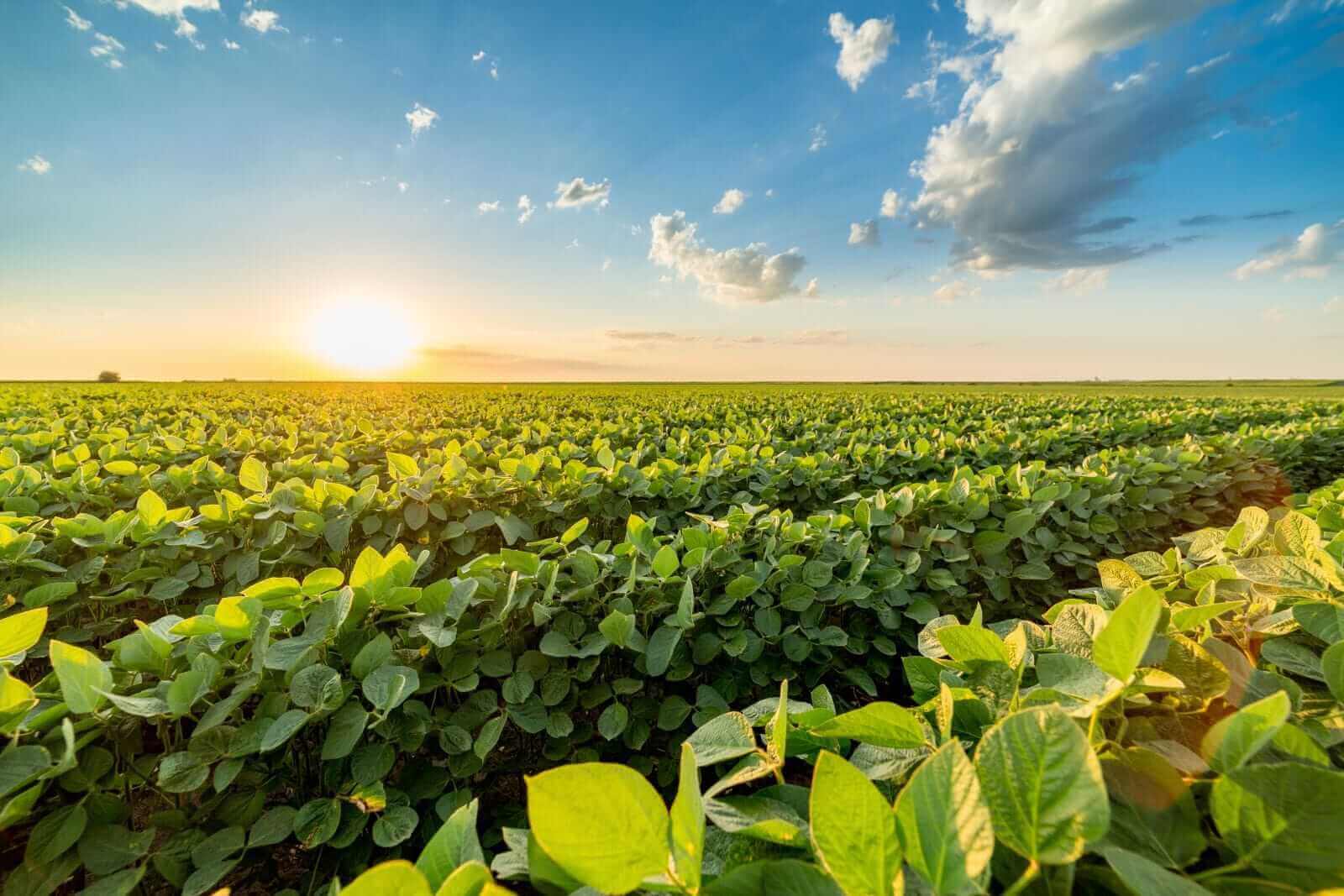 Soybeans Joining in on the Grain Rally