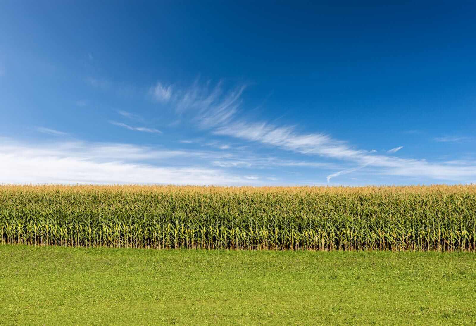 Corn Rallies to Fresh 3-year Highs