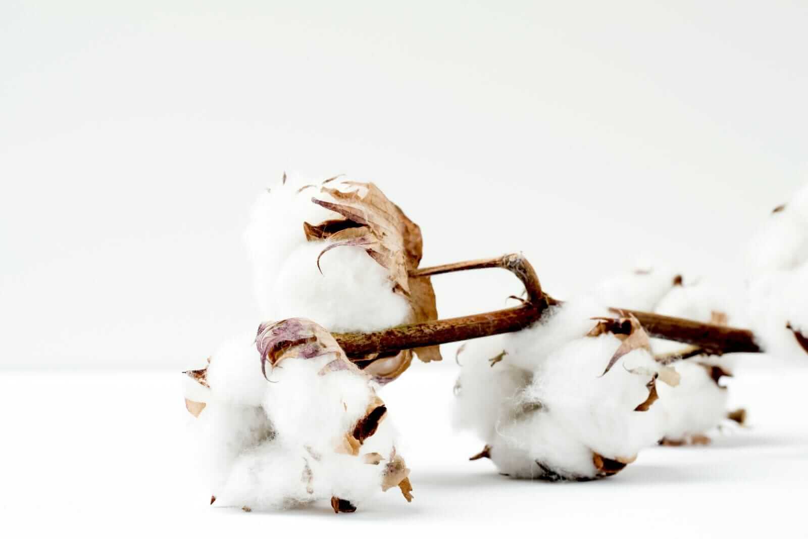 Cotton Facing Wednesday Midday Pressure