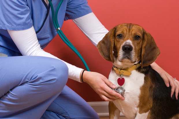 Zacks Initiates Coverage of Inspire Veterinary With Underperform Recommendation