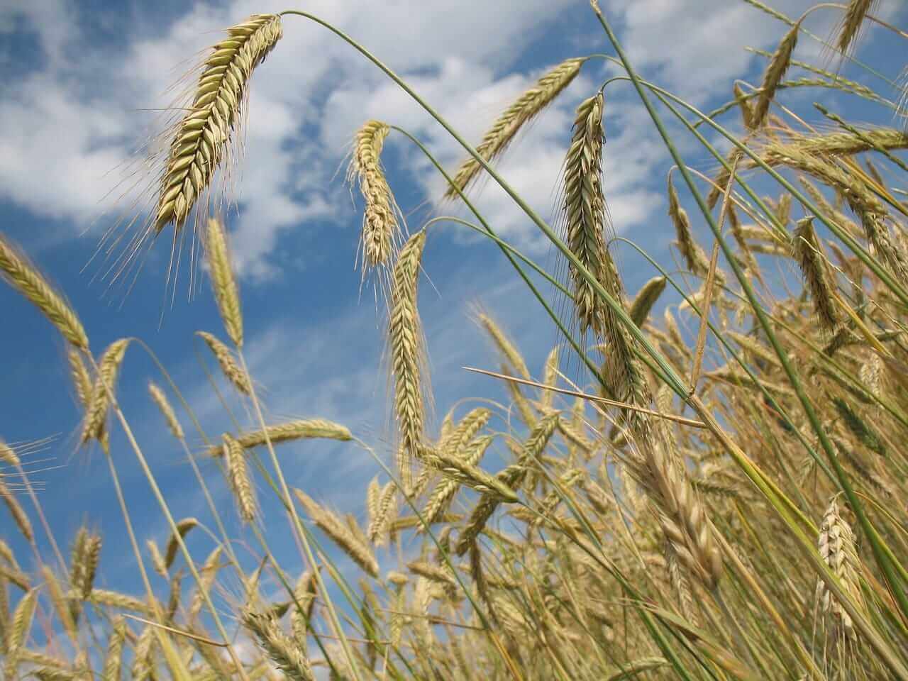 Wheat Falling on Wednesday Morning Despite Drop in Ratings