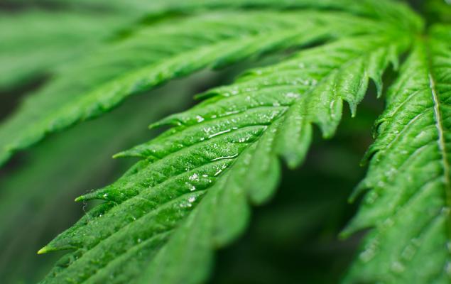Cannabis ETF (WEED) Hits a New 52-Week High