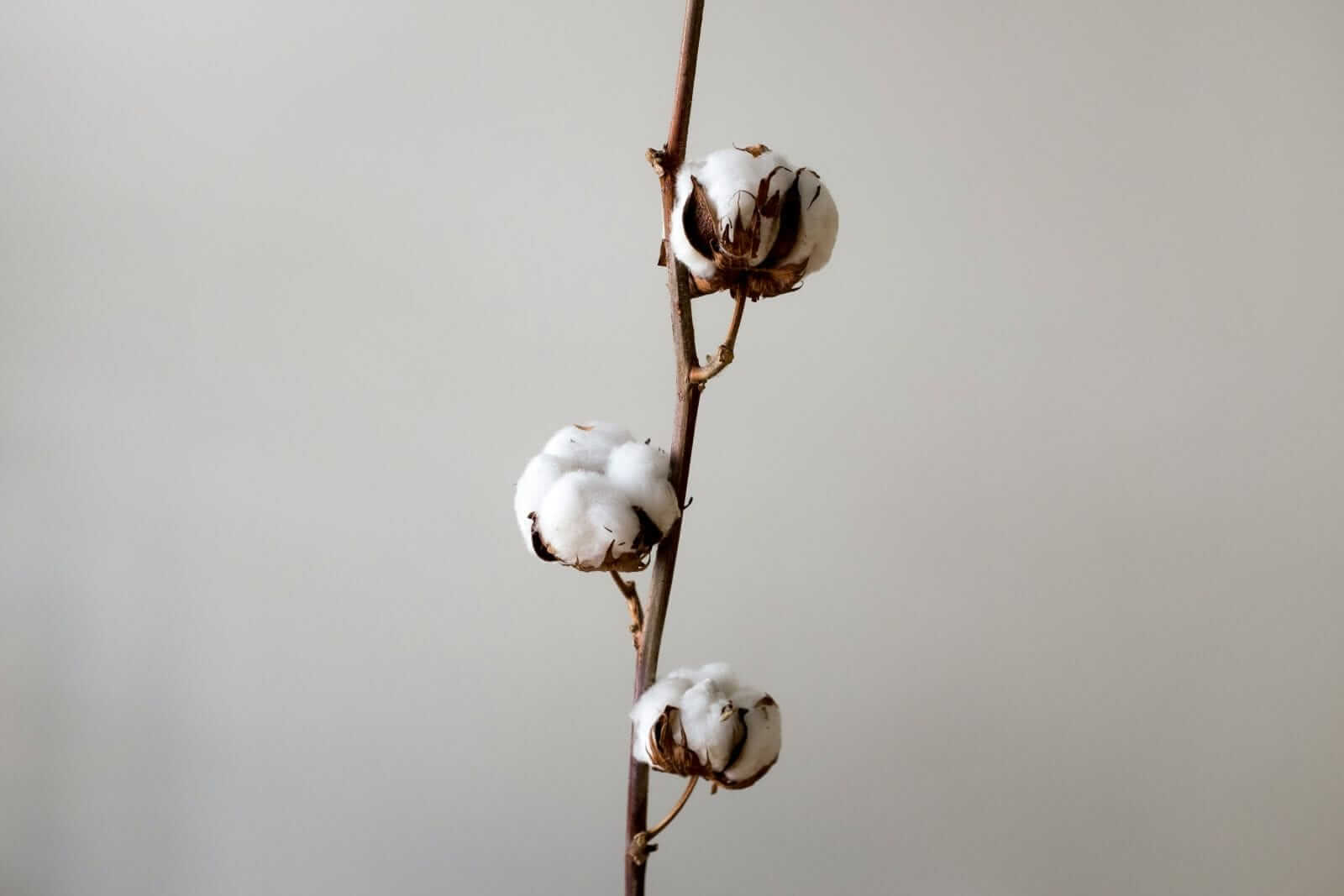 Cotton Starting Monday on the Lower Side
