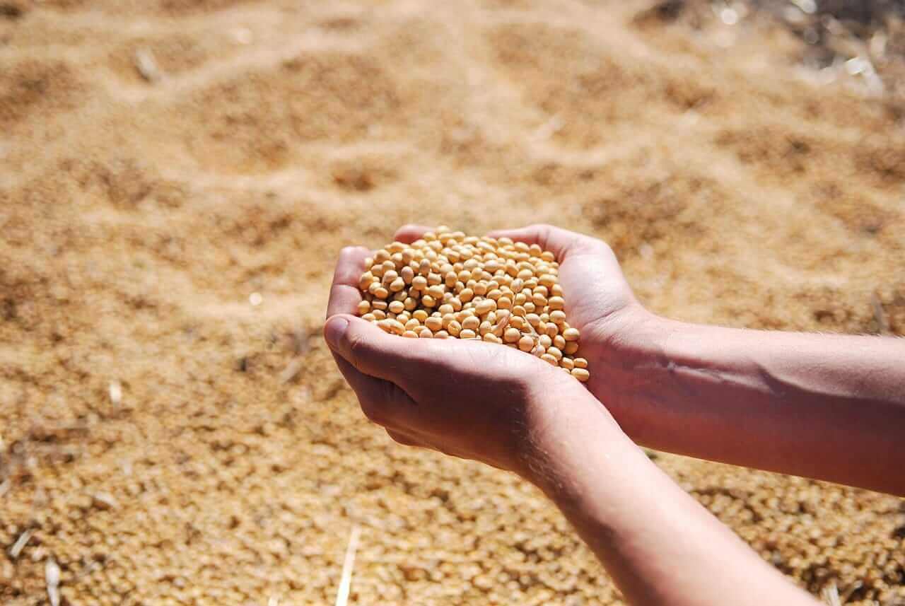 Soybeans Face Pressure on Tuesday with Wetter Forecast