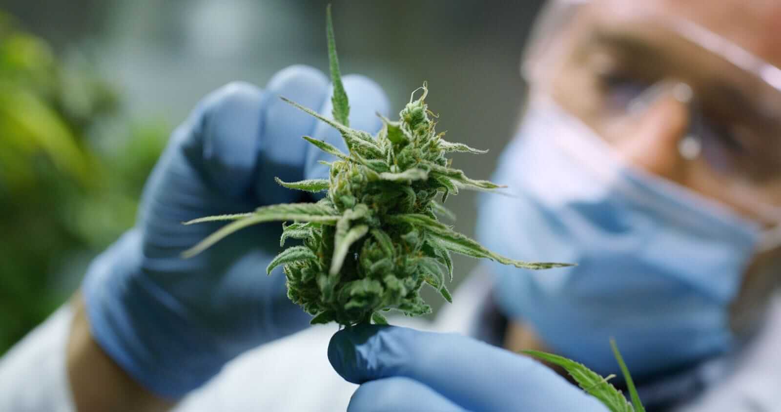 Cronos Stock Is Getting New Life as Shares Hit a 6-Month High