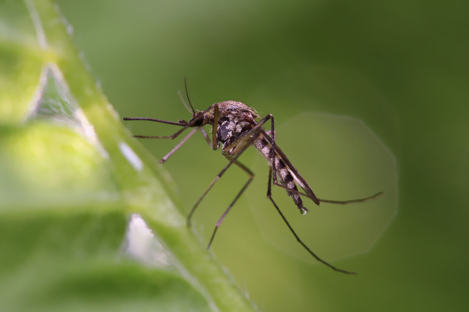 Google Wants to Release 32 Million Mosquitoes in Florida and California in a Bizarre, Futuristic Battle of the Bugs