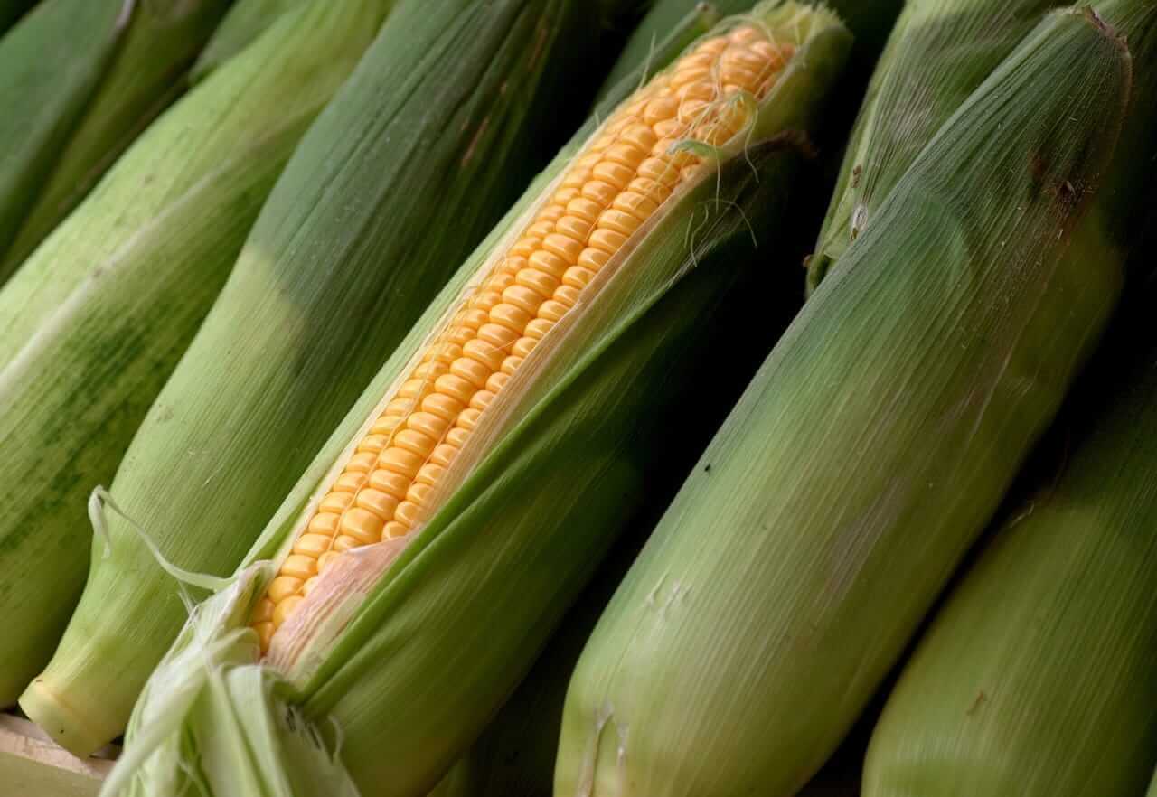 Will Corn’s Bullish Trend Continue