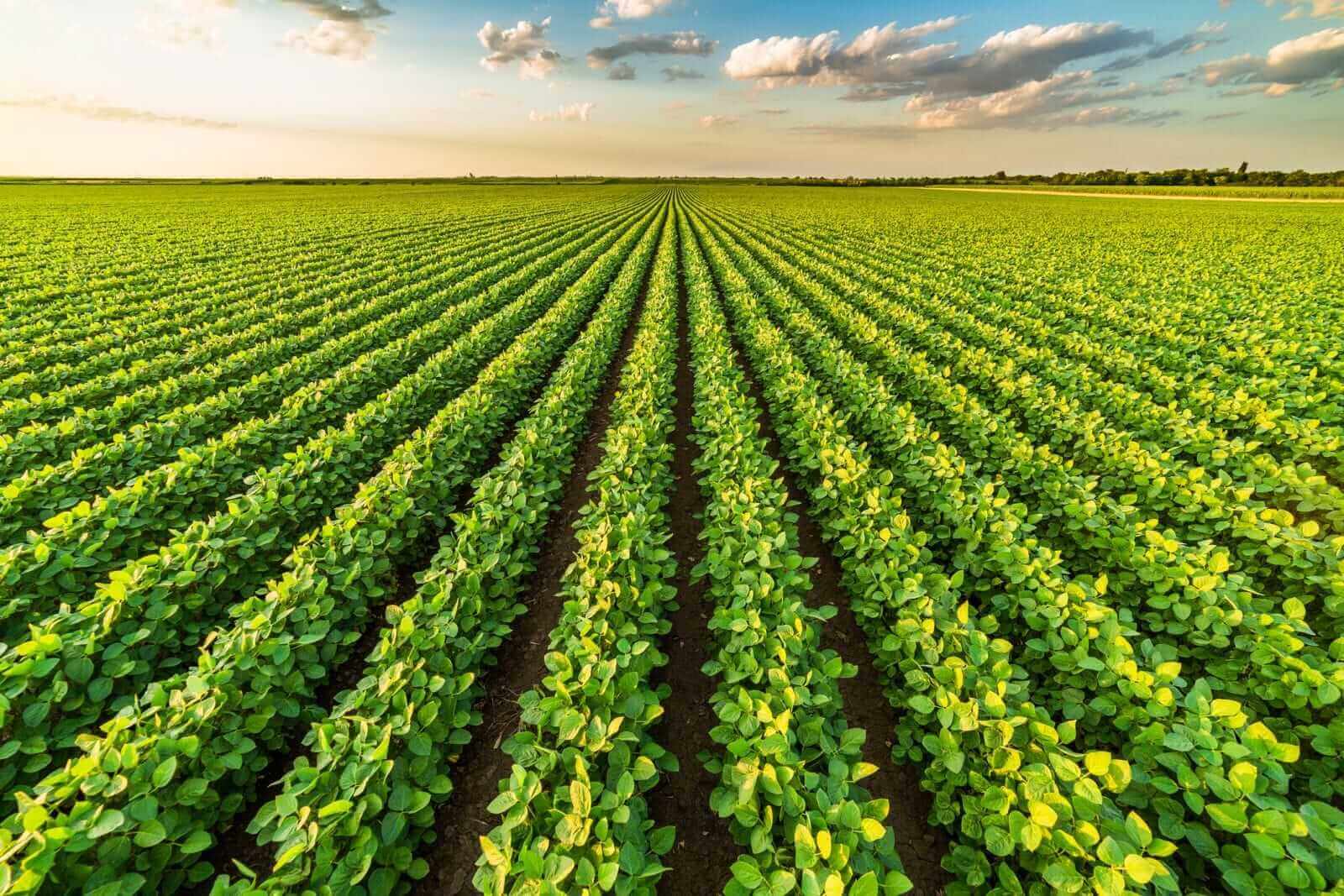 Dear Corteva Stock Fans, Mark Your Calendars for Oct. 1