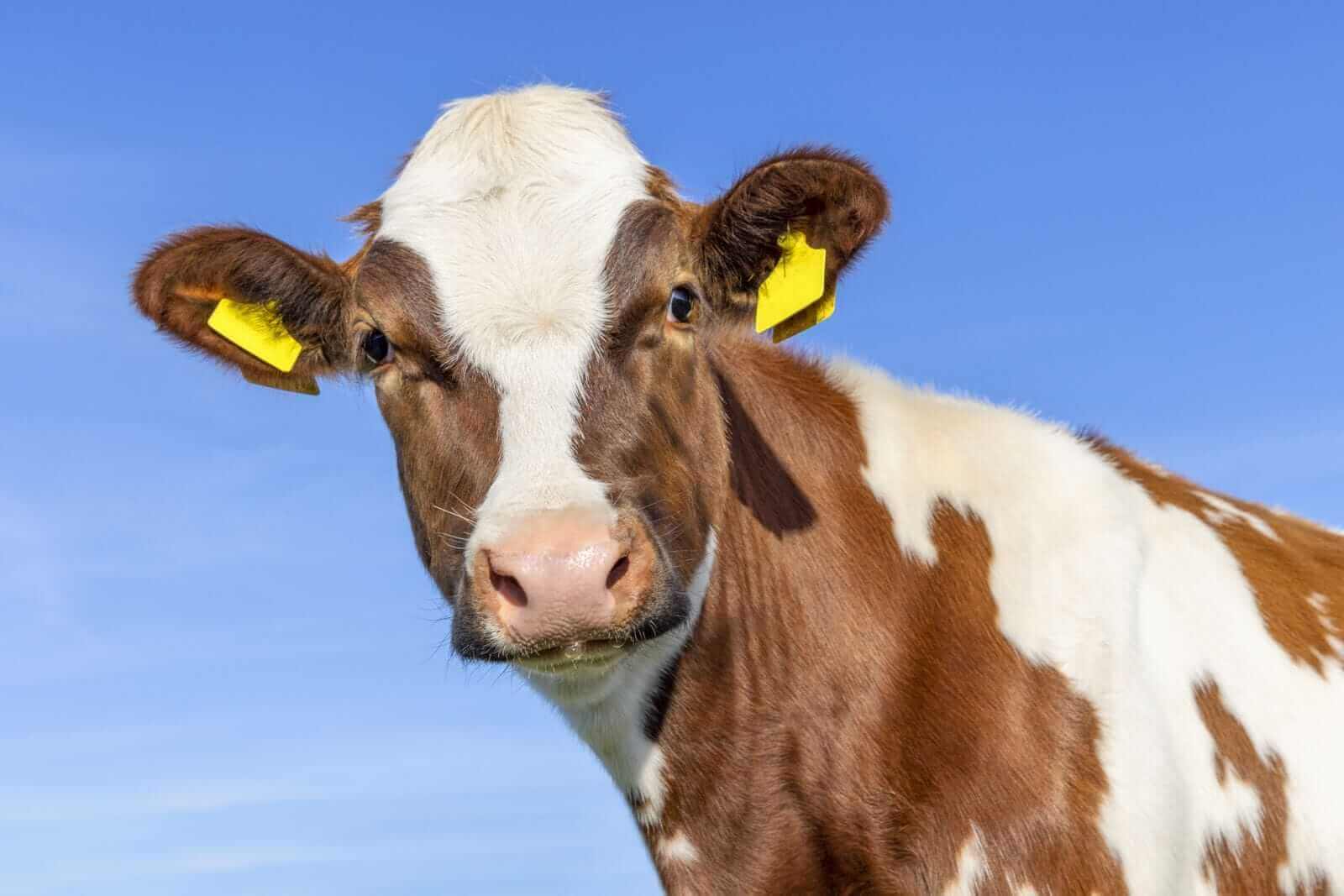 Where Are Cattle Prices Heading After the 2026 Grilling Season Ends?