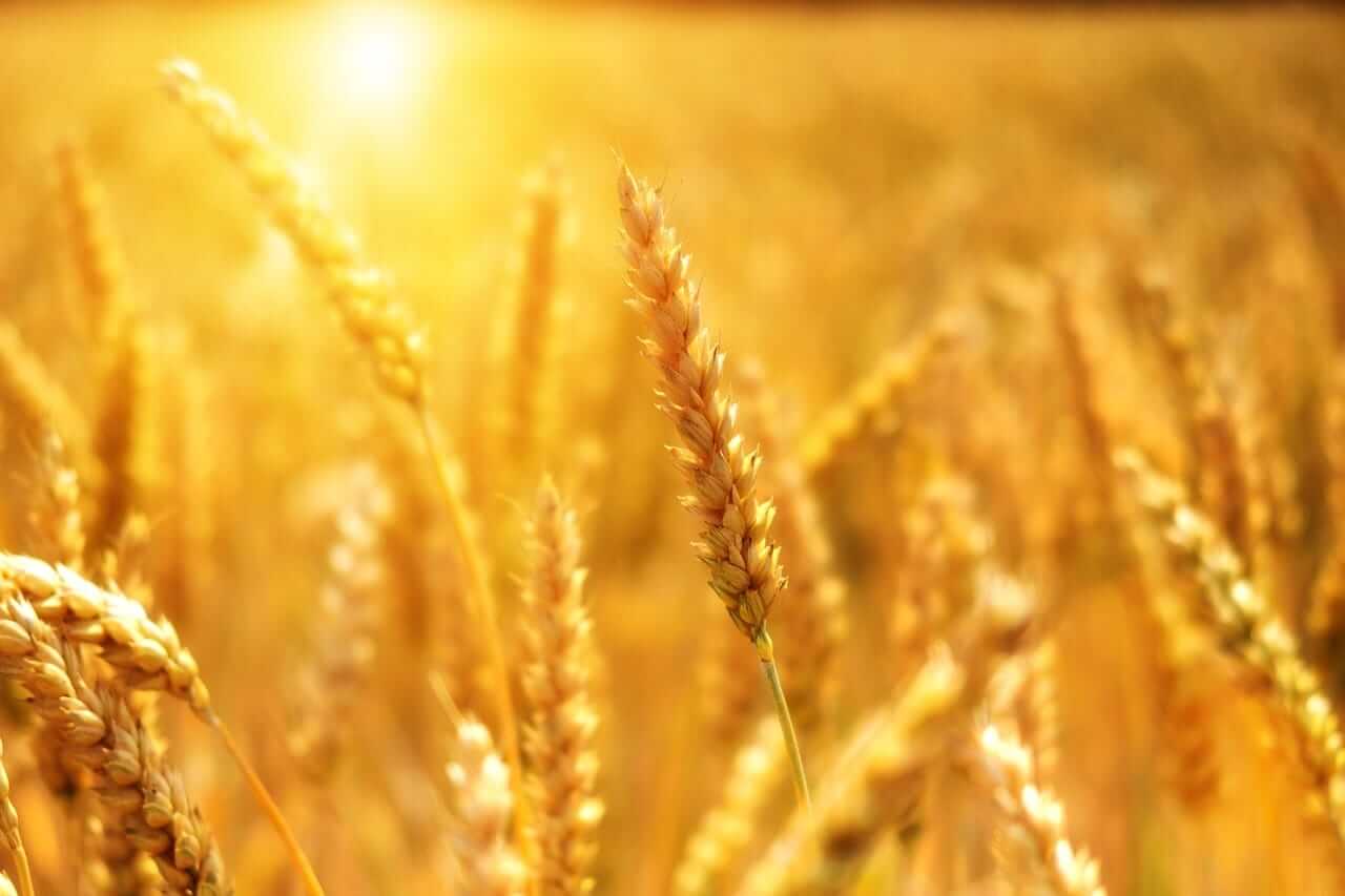 Can Wheat Continue to Rally?