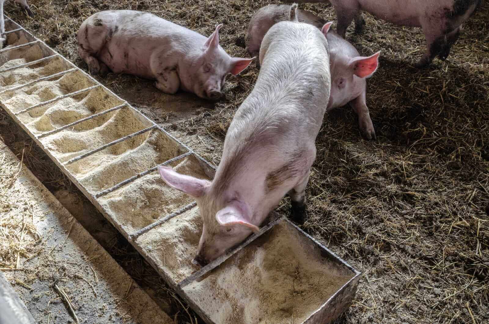 Hog Losses Extend to Monday as Cash Falls