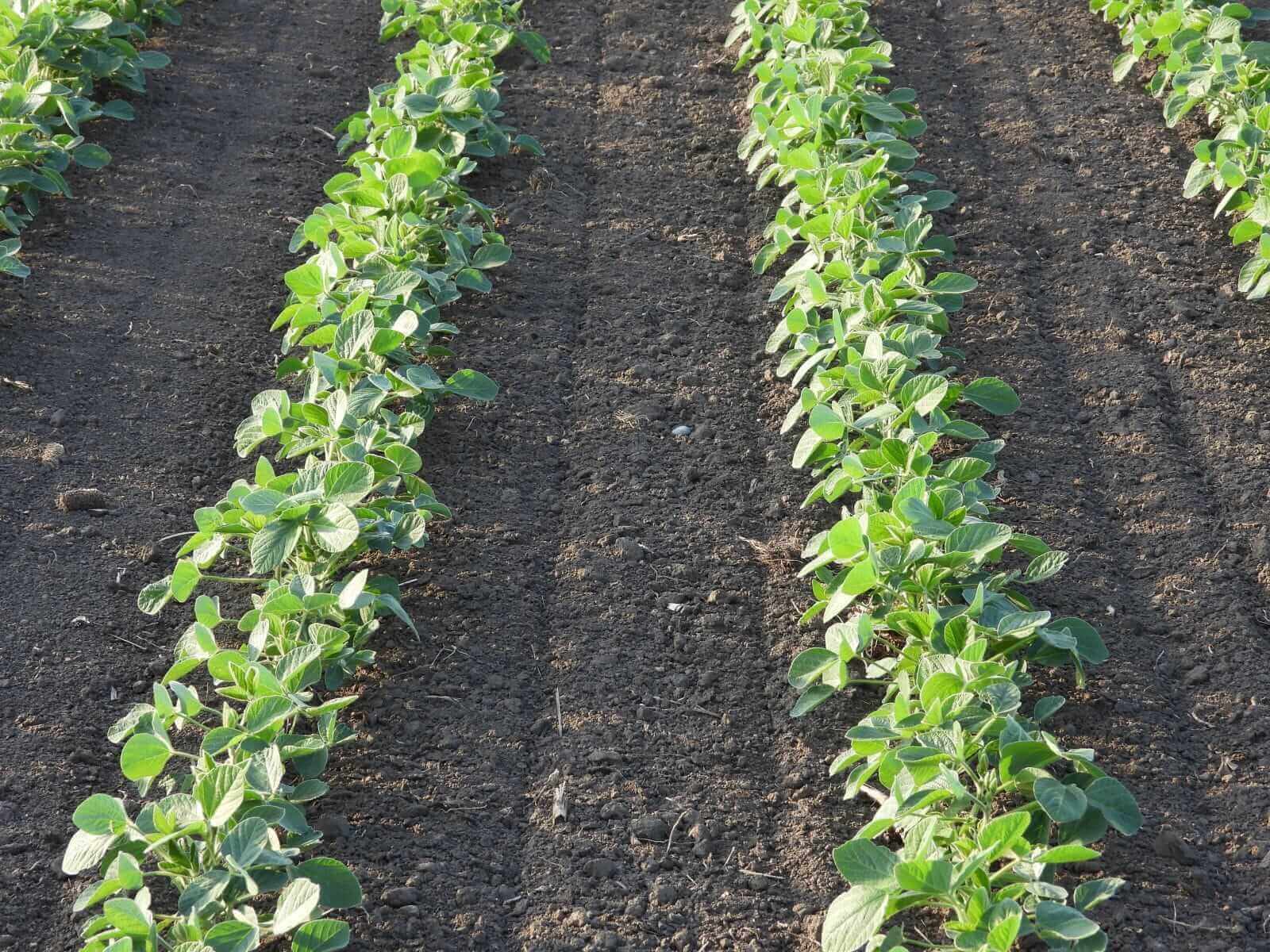 Soybeans Falling on Monday Morning