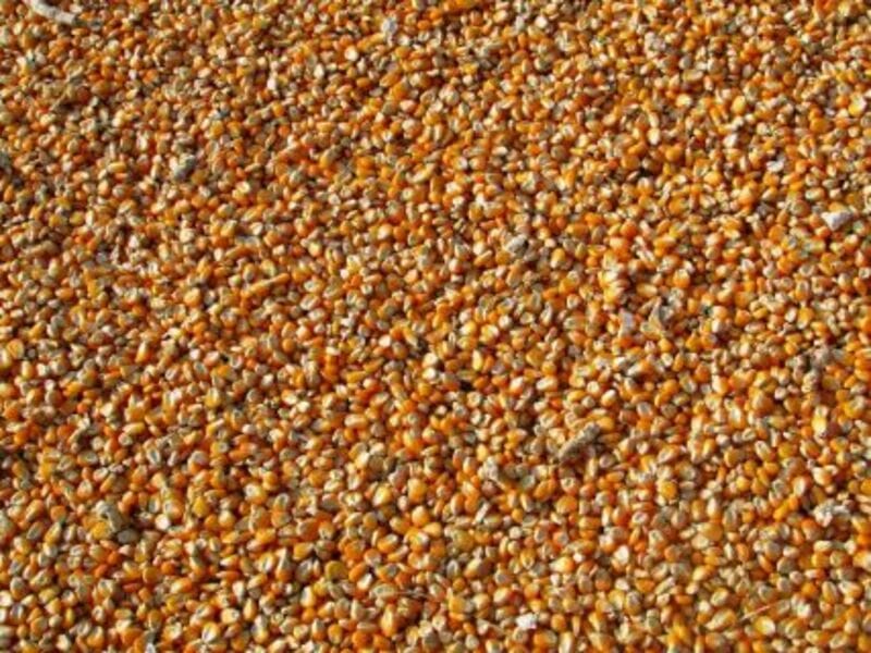 Corn Retreating on Thursday Morning After Hitting 3-year Highs