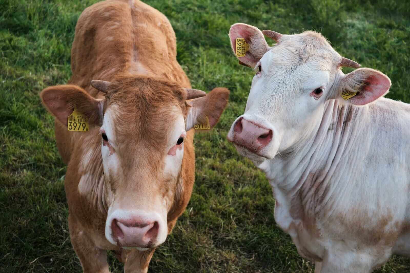 A Trainwreck in Live Cattle Is Dragging Prices Lower as Lean Hogs Suffer Too