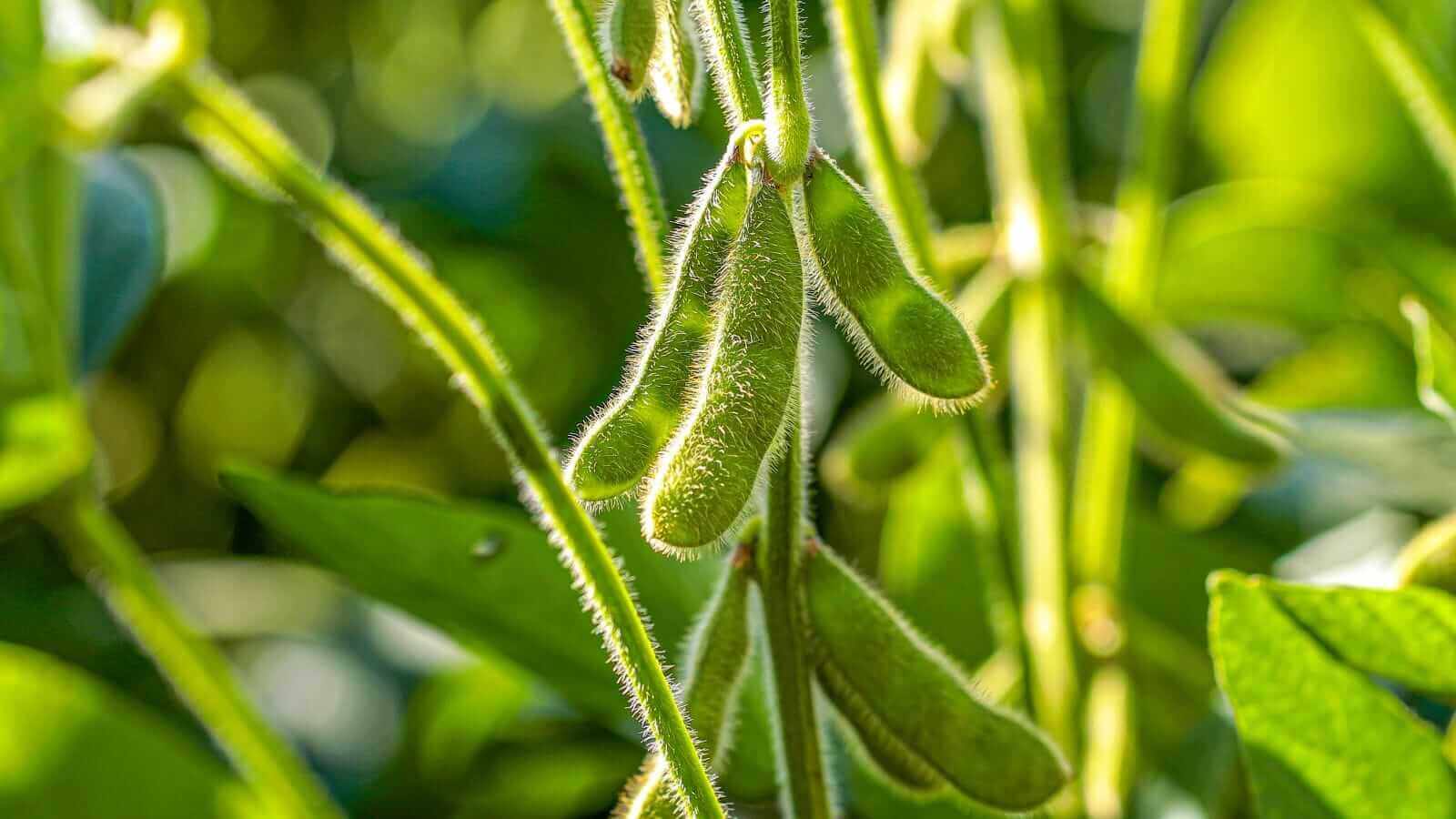 Soybeans Pushing Higher on Wednesday