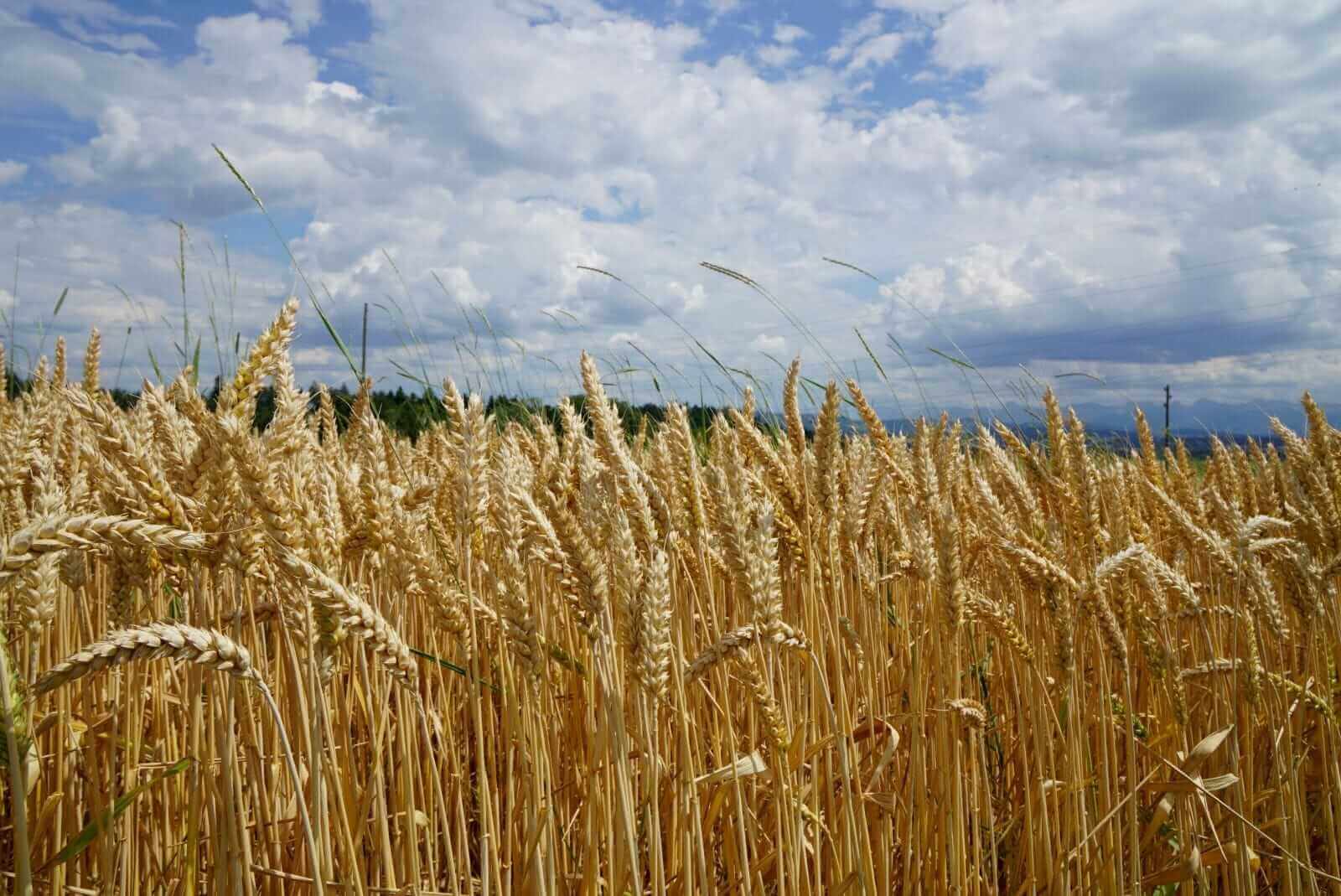 Wheat Holding Firm as USDA Cuts Production