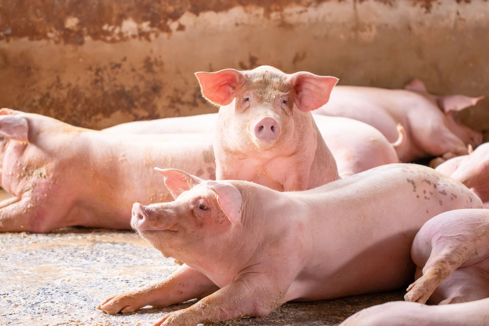 Could Lean Hogs Be the Next Big Opportunity?