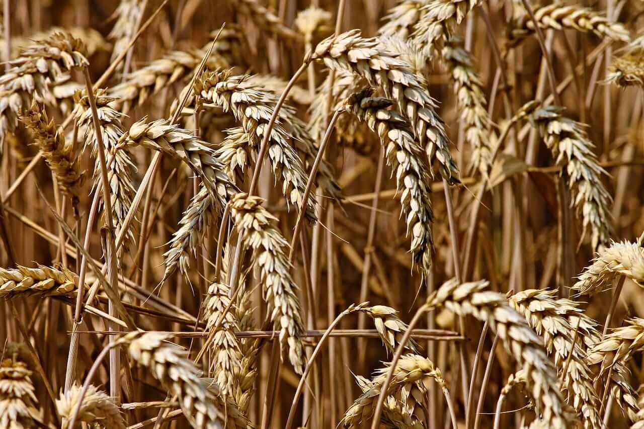 Wheat Falls Back on Friday