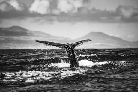 Cartera Satoshi reactivada: 10,000 BTC transferidos tras 12 años, desatan especulación