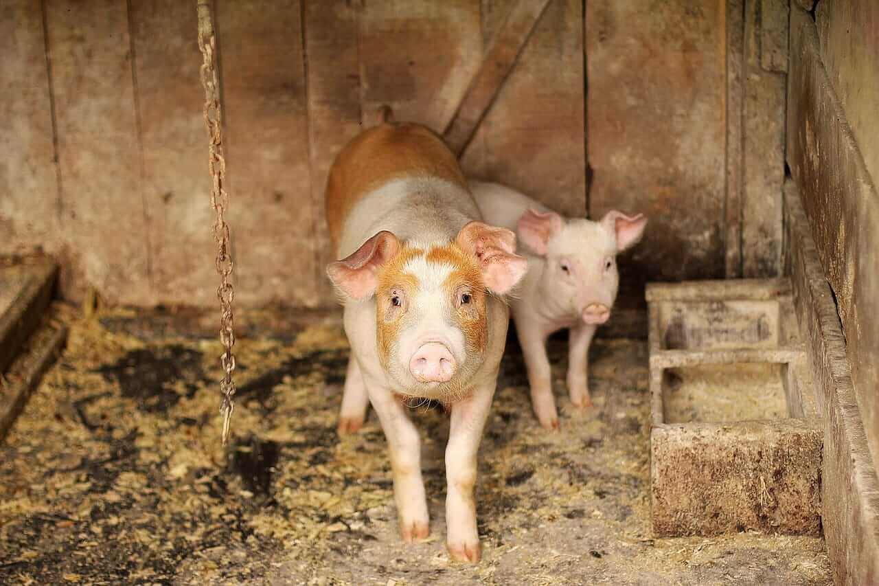 Hogs Post Mixed Tuesday Trade