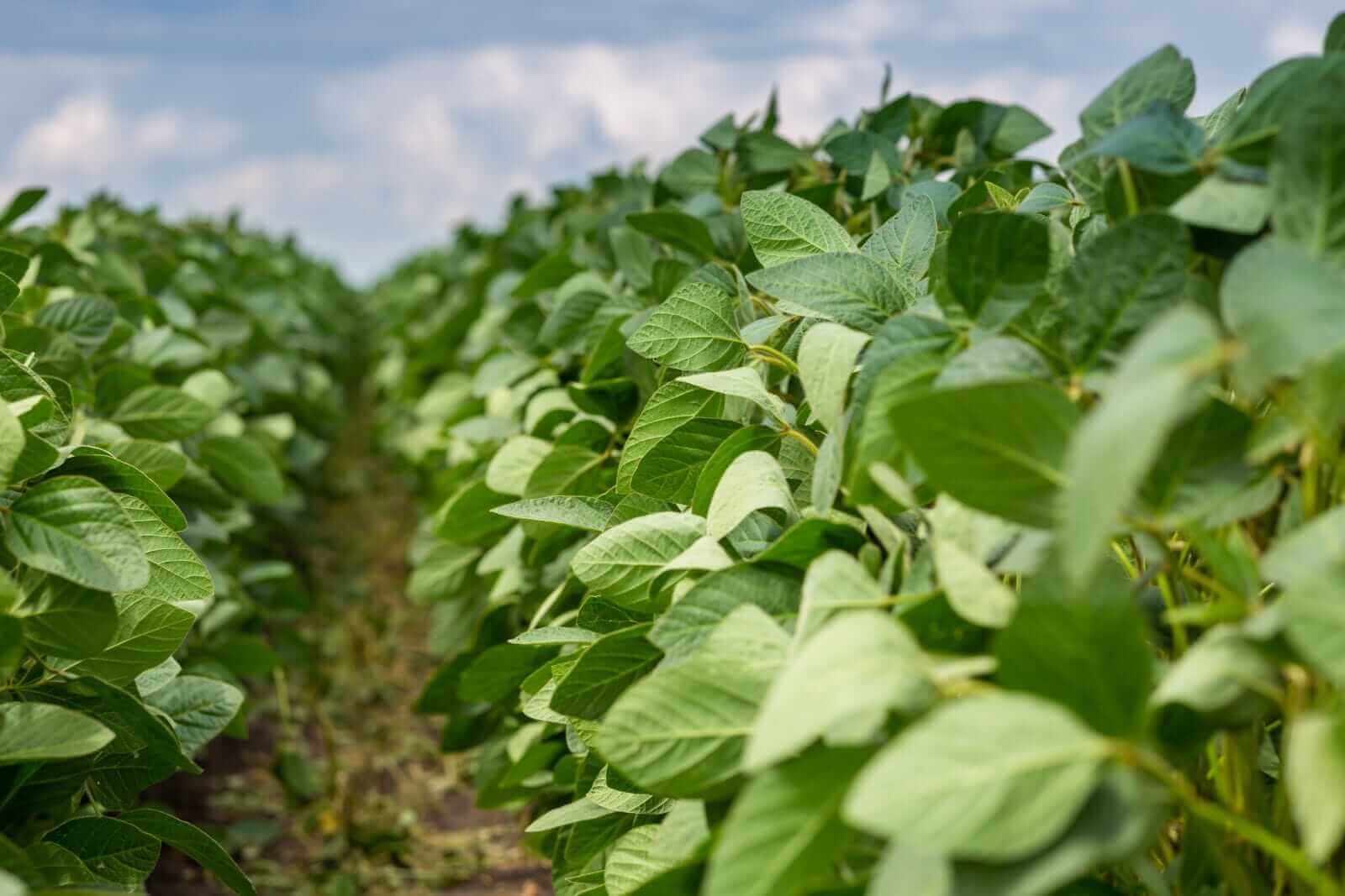 Soybeans Slipping on Tuesday Morning