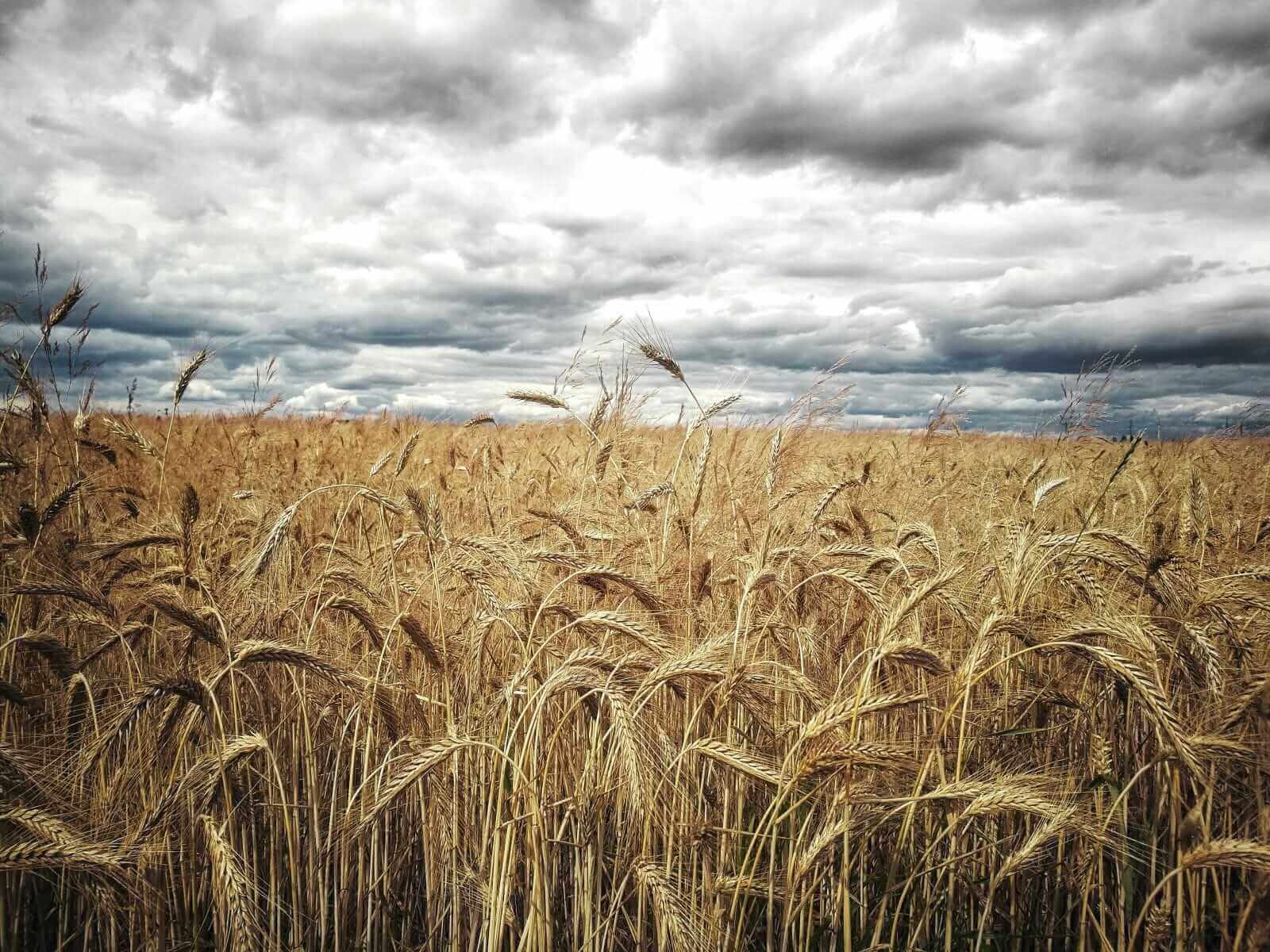 Wheat Closes with Friday Losses