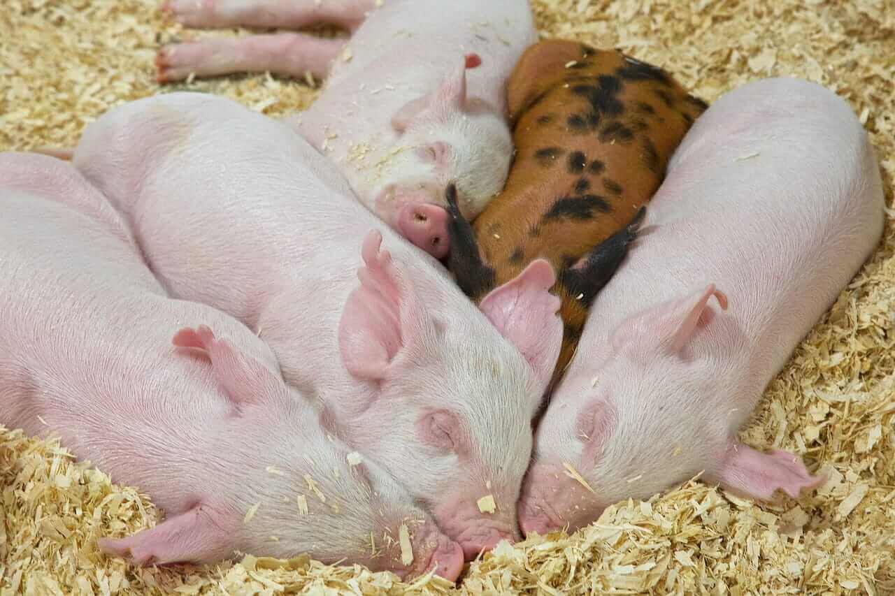 Hog Losses Extend to Monday