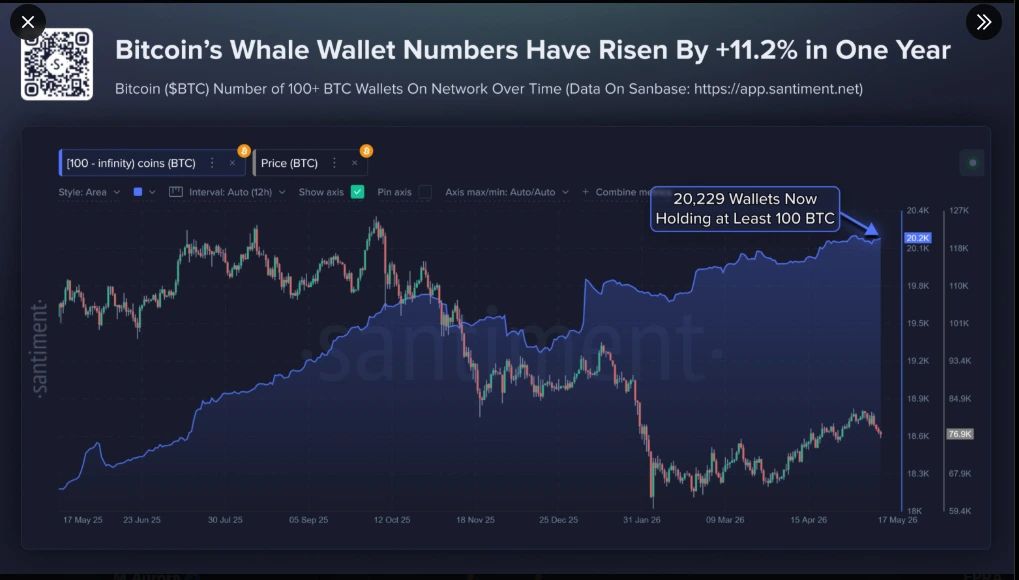Bitcoin whale accumulation
