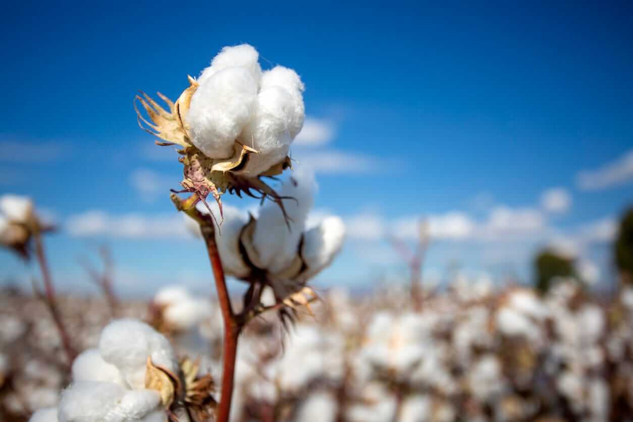 Cotton Gains Extending to Tuesday Morning, Following USDA Condition Cut