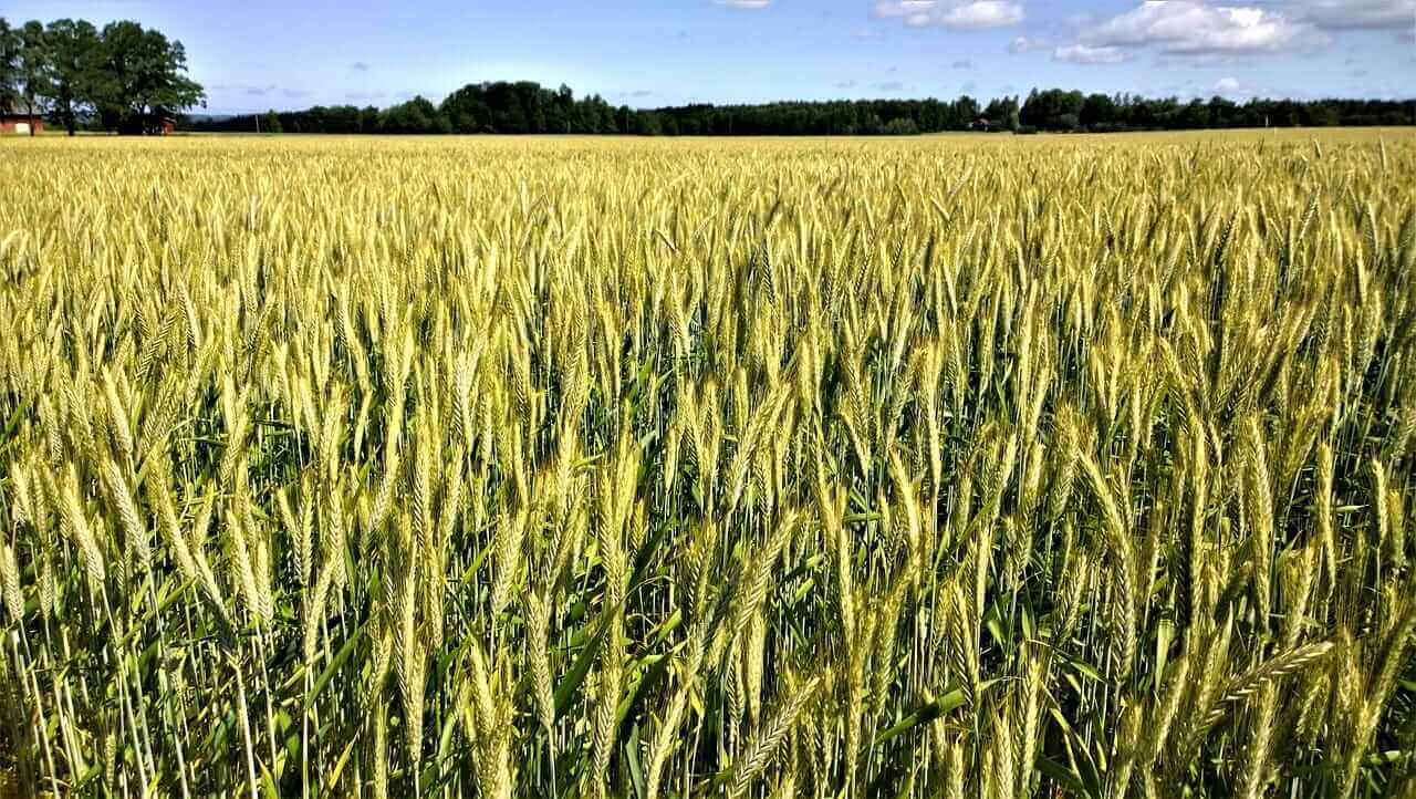 Wheat Fall Lower on Wednesday