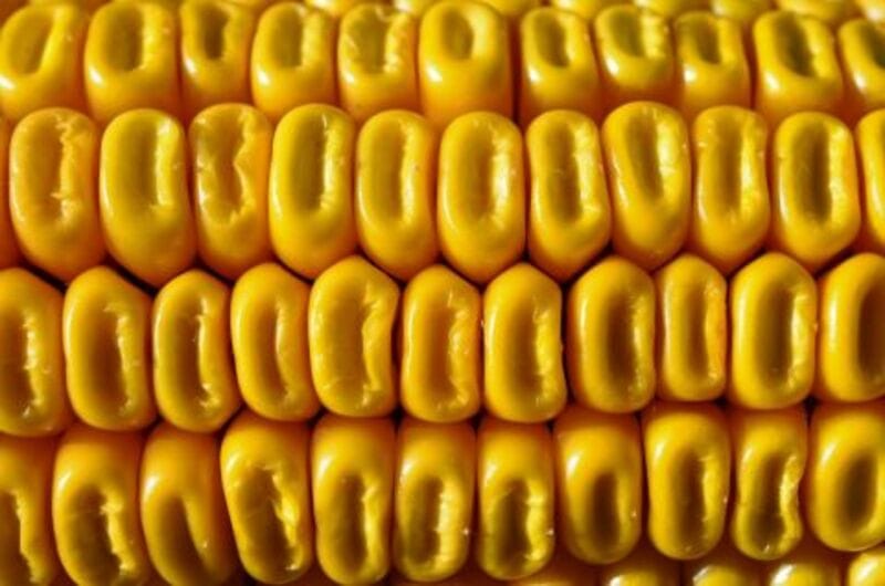 Corn Holding Higher on Monday