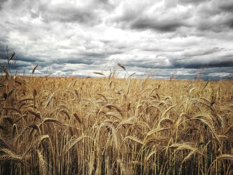 Wheat Showing Early Wednesday Gains