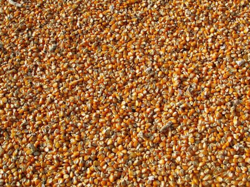 Buy Corn Here If You Agree That Grains Will Be the Next Commodities to Rocket Higher Like Silver