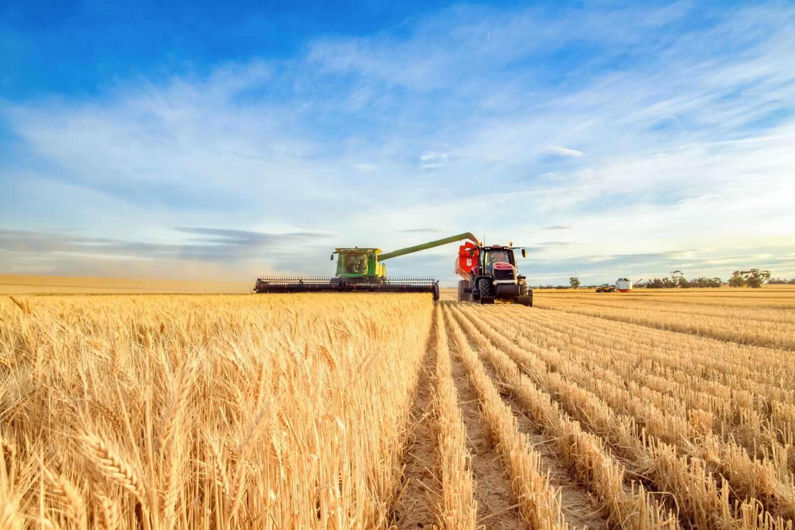 Wheat Prices Have Risen- How High Can They Go?