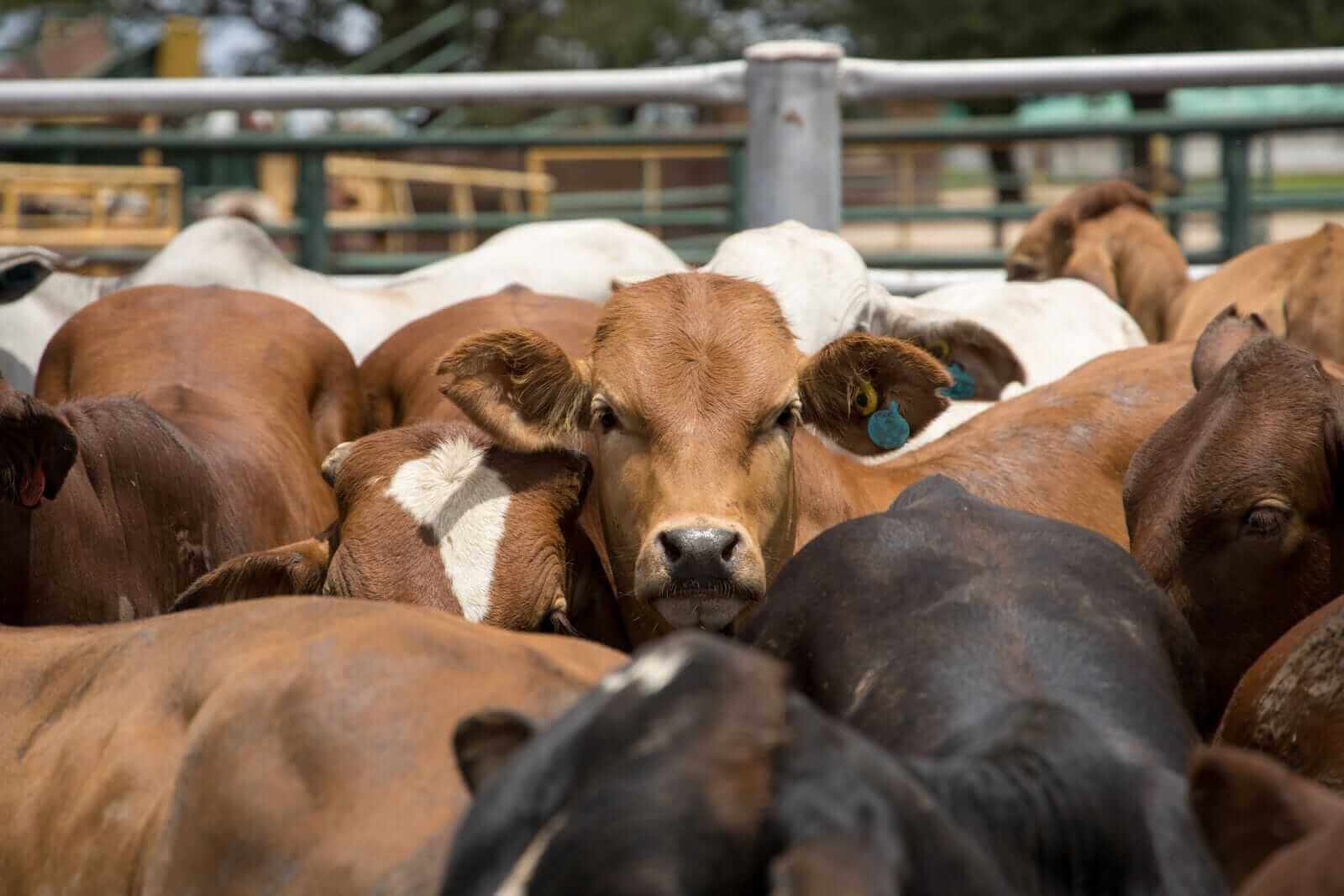 How the Fed Rate Hike Could Help Cattle Futures Rope In Fresh Fund Money