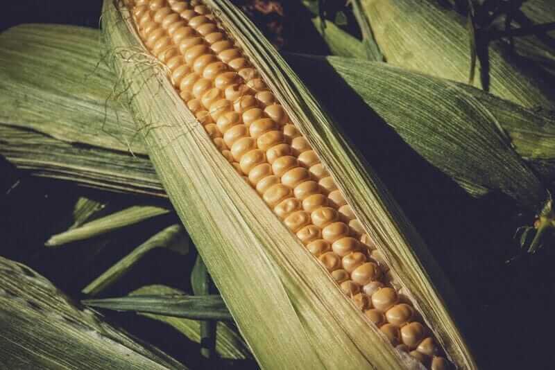 Corn Slipping on Thursday, as USDA Raises World Stocks