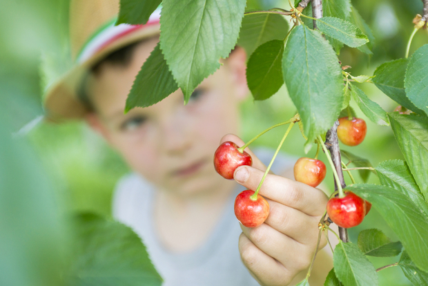 Mission Produce vs. Dole: Which Stock Stands Out in Fresh Produce?