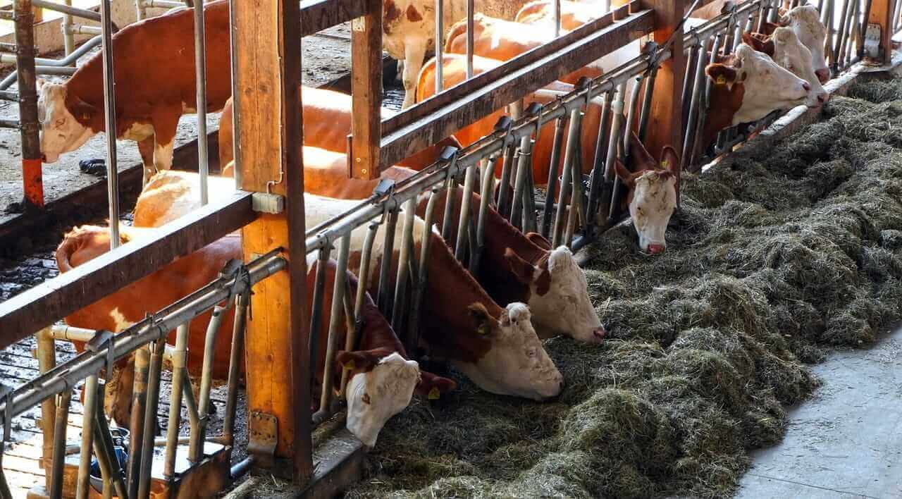 The Cows of Wrath: Here’s What Corn, Cattle, and Quantified Data Are Telling Us About a US Farm Crisis